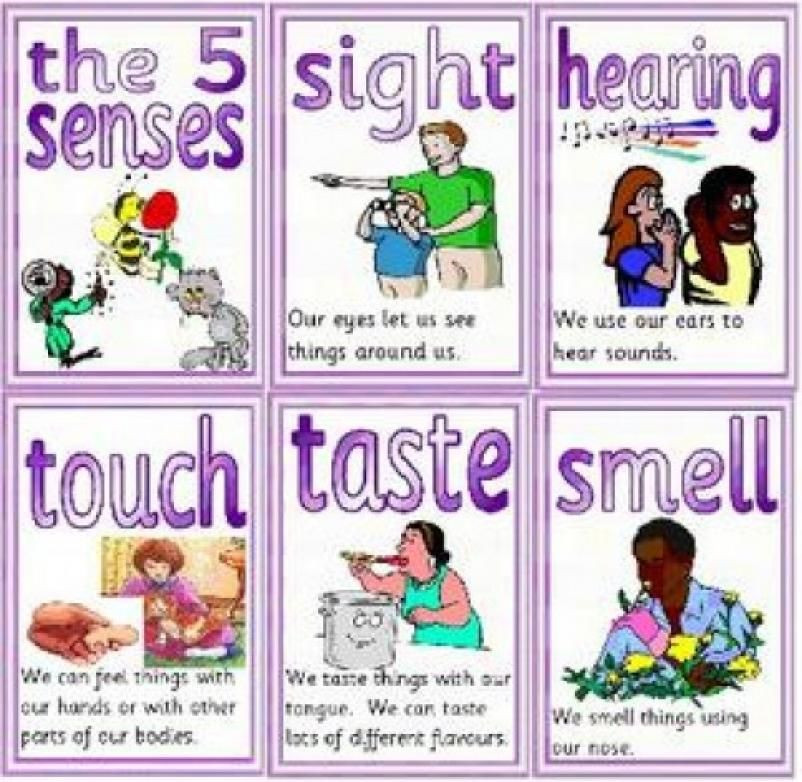 5 Senses Lesson Plans 5 Senses Lesson Plans for Preschool