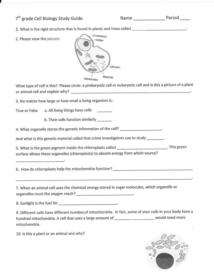 7th Grade Science Lesson Plans 7th Grade Science Cells Worksheets