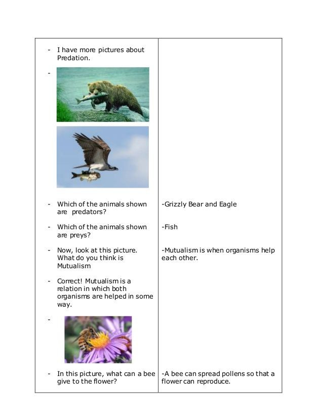 Elementary Science Lesson Plans Ecology Lesson Plan
