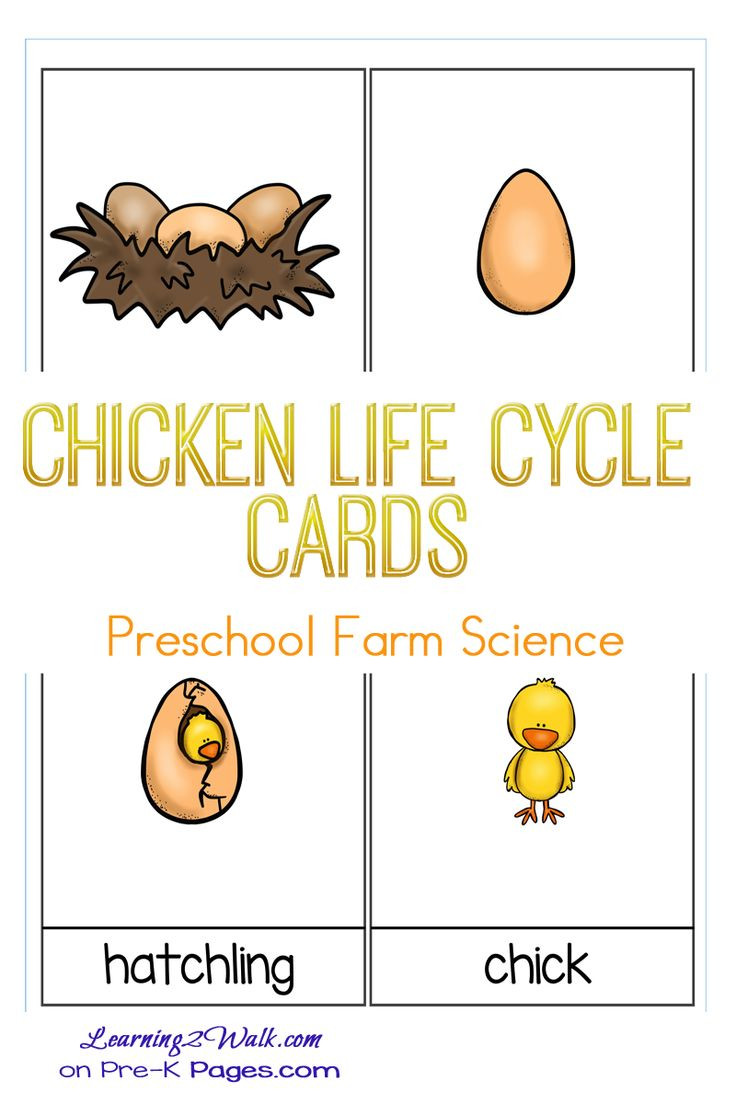 Farm Lesson Plans for Preschool Life Cycle A Chicken for Kids Lesson Plan