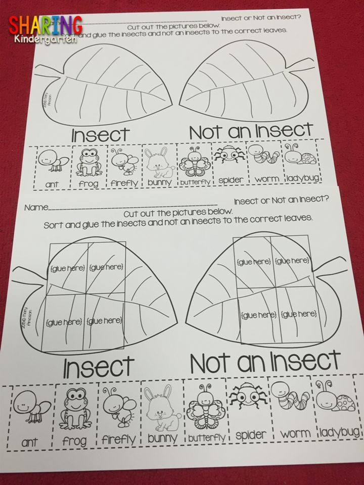 Insect Lesson Plans for Preschool 302 Best Insects Images On Pinterest