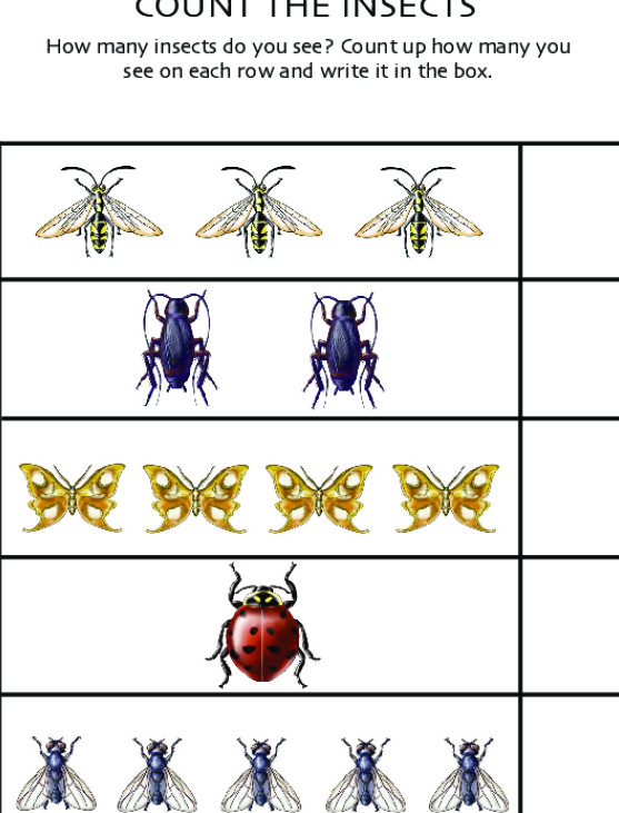 Insect Lesson Plans for Preschool Insect Flashcards Worksheet