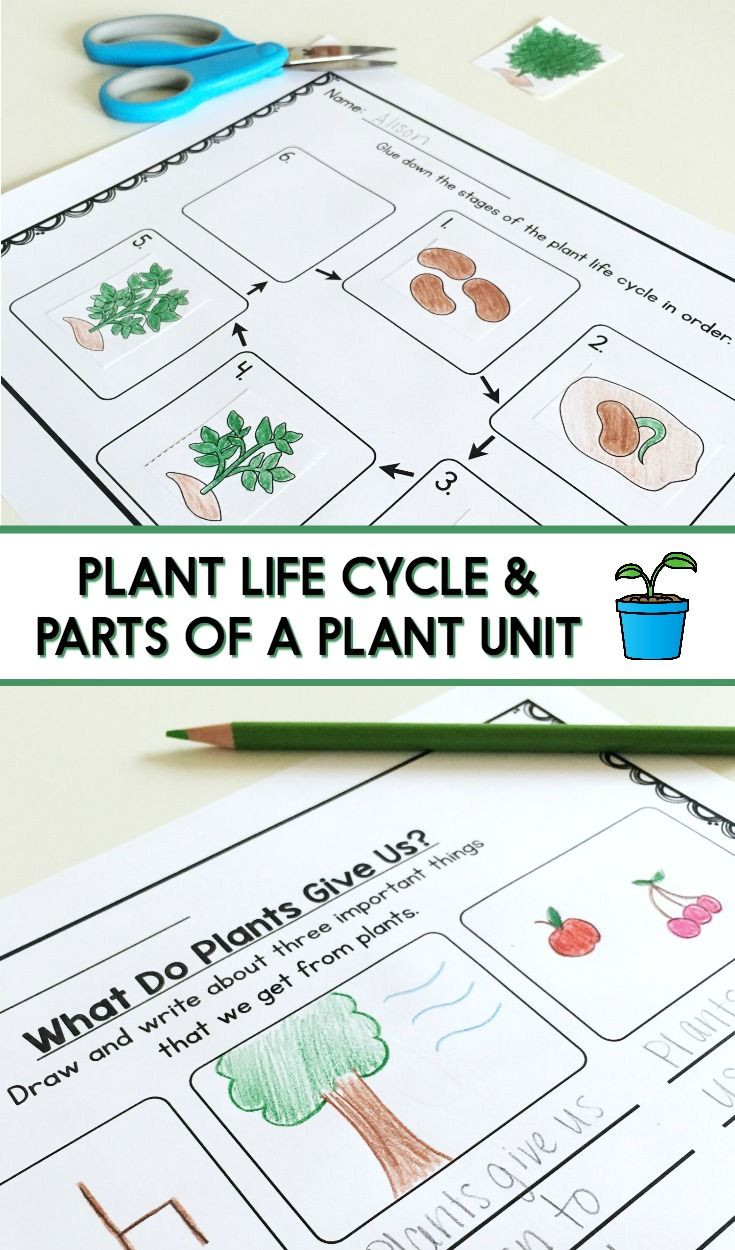Plant Lesson Plans for Preschoolers 483 Best K 2 Teaching Materials From Learning at the