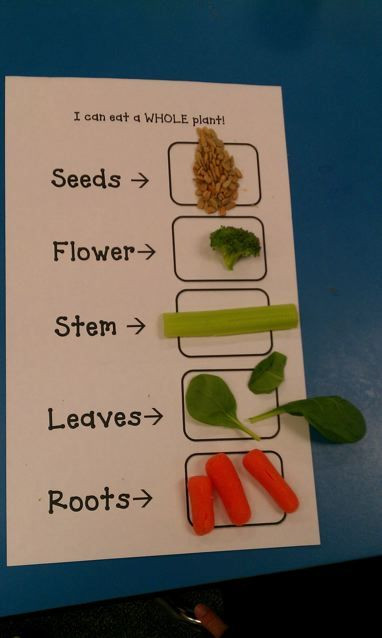 Plant Lesson Plans for Preschoolers 75 Best Images About Teaching Plants On Pinterest