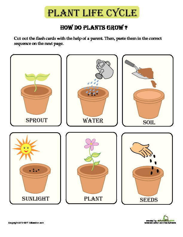 Plant Lesson Plans for Preschoolers How Plants Grow Lesson Plan