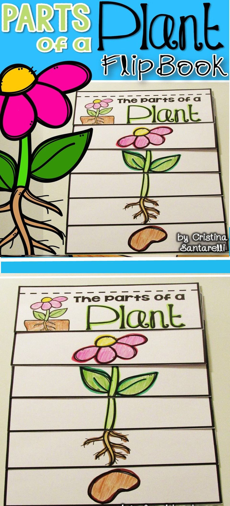 Plant Lesson Plans for Preschoolers Parts Of A Plant Flip Book