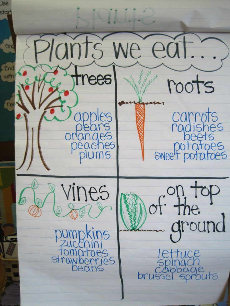 Plant Lesson Plans for Preschoolers Plants Unit Plan for K 1