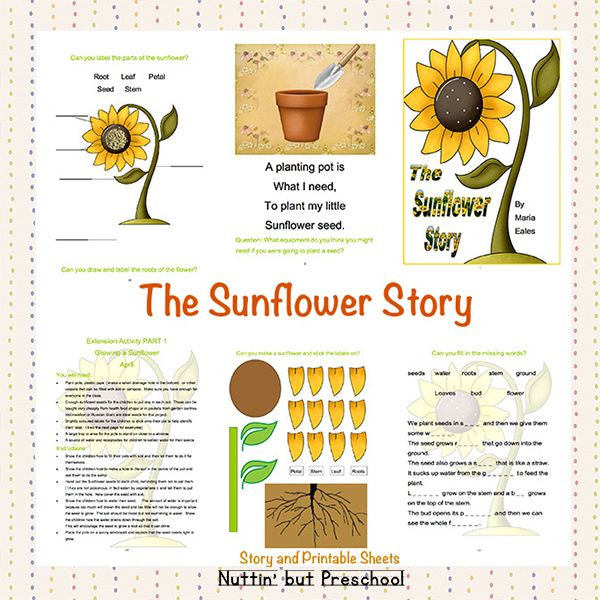 Plant Lesson Plans for Preschoolers the Sunflower Story Nuttin but Preschool