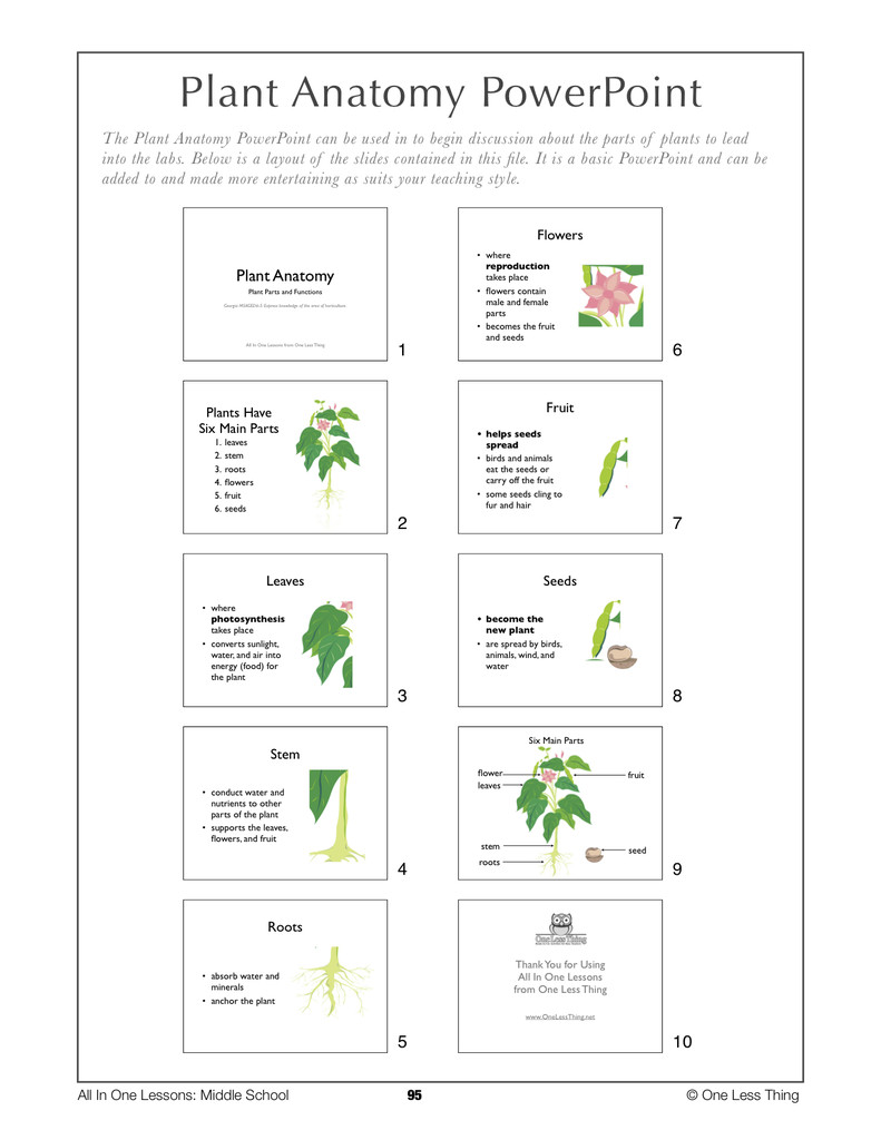 Plants Lesson Plan 6 09 Plant Anatomy Lesson Plan Download E Less Thing