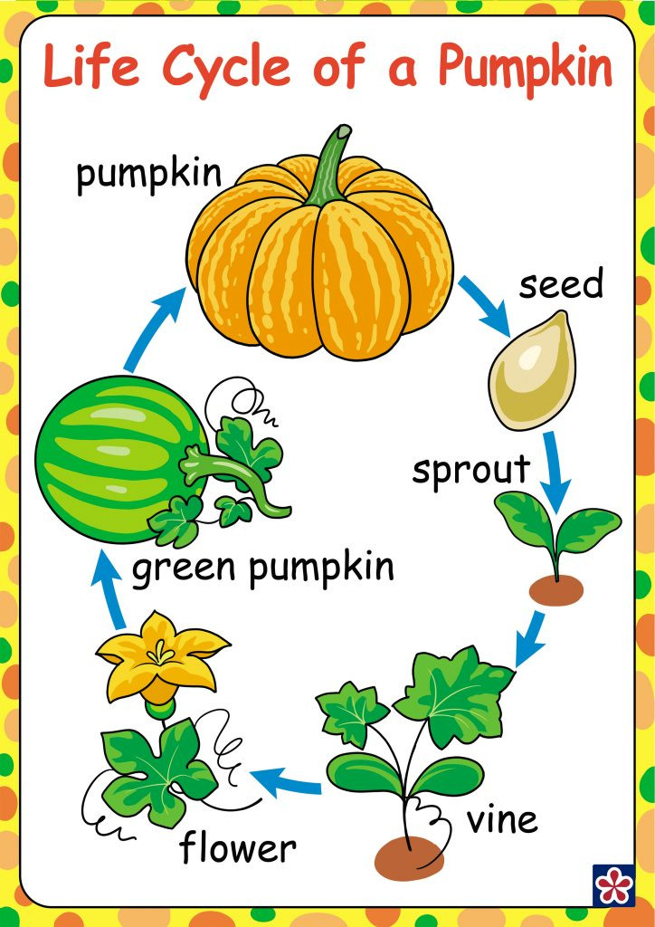 Pumpkin Lesson Plans for Preschool Preschool Pumpkin theme Lesson Plan