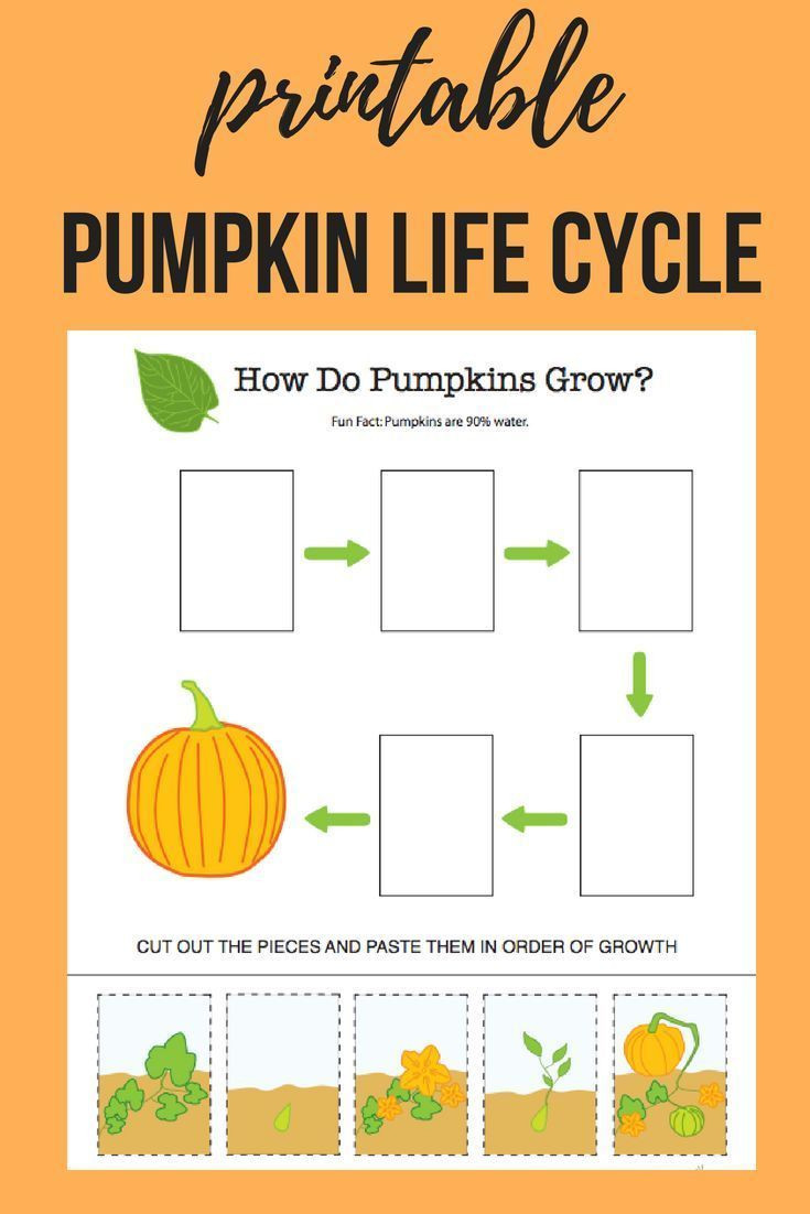 Pumpkin Lesson Plans for Preschool Pumpkin Life Cycle