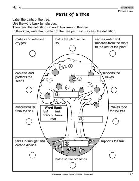 Science Lesson Plans for Preschoolers Parts Of A Tree